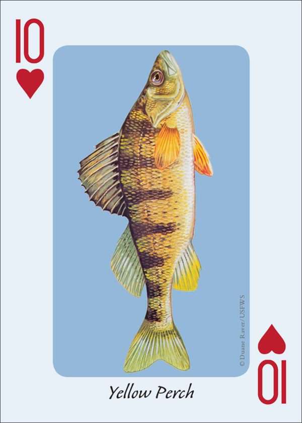 Fish of the Midwest Playing Cards Hot on Sale - Image 3